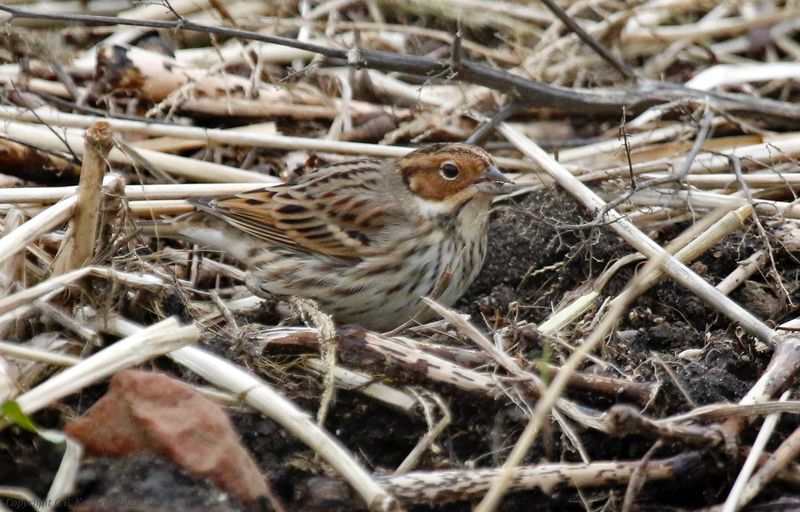 Little Bunting (Emberiza pusilla) Vlaardingen, Krabbeplas (ZH)