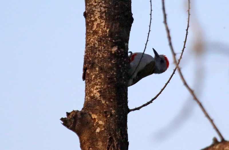 Eastern Grey Woodpecker (Dendropicos spodocephalus) Lake Baringo, Kenya