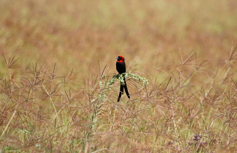 Red-cowled Widowbird (Euplectes laticauda suahelicus) Enroute to Nairobi, Narok, Kenya