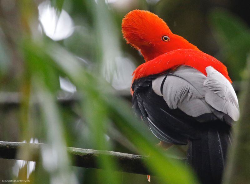 Andean Cock-of-the-rock (Rupicola peruvianus sanguinolentus) Jardin Cock-of-the-Rock Lek, Antioquia, Colombia