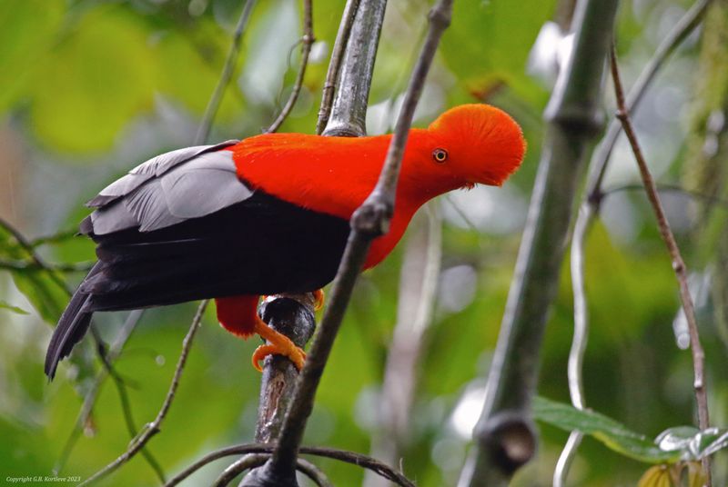 Andean Cock-of-the-rock (Rupicola peruvianus sanguinolentus) Jardin Cock-of-the-Rock Lek, Antioquia, Colombia