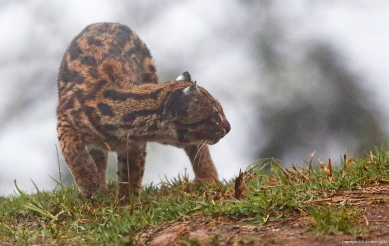Oncilla, Northern Tiger Cat (Leopardus tigrinus pardinoides ) Jardin, Caldas, Colombia