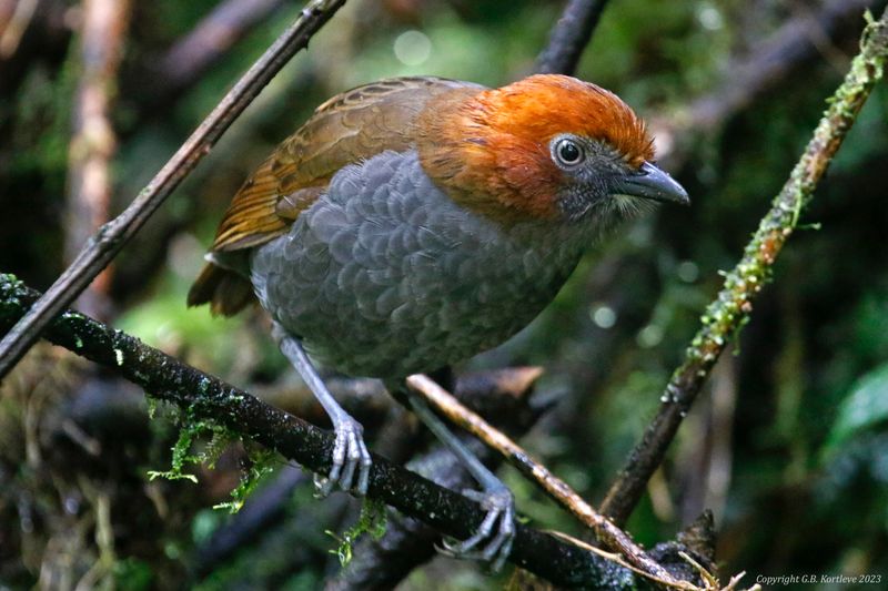 Chestnut-naped Antpitta (Grallaria nuchalis ruficeps) Reserva Mirador El Roble, Caldas, Colombia