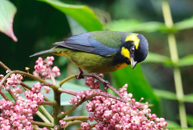 Gold-ringed Tanager (Bangsia aureocincta) Camino Montezuma,  Tatamá National Natural Park, Risaralda, Colombia