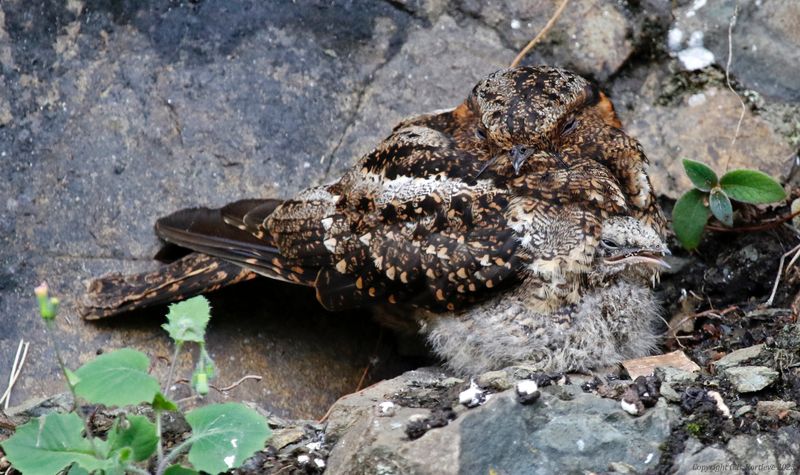 Lyre-tailed Nightjar (Uropsalis lyra) Comederos de Doña Dora, Valle del Cauca, Colombia
