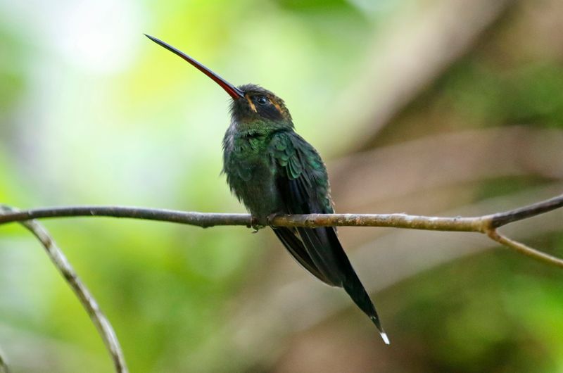 White-whiskered Hermit (Phaethornis yaruqui) Comederos de Doña Dora, Valle del Cauca, Colombia