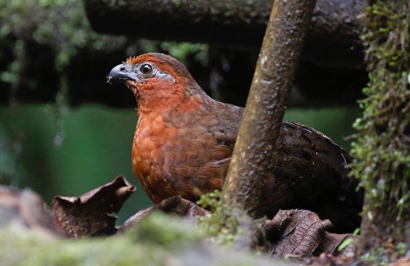 Chestnut Wood Quail (Odontophorus hyperythrus) La Florida - Bosque de Las Aves, Valle del Cauca, Colombia