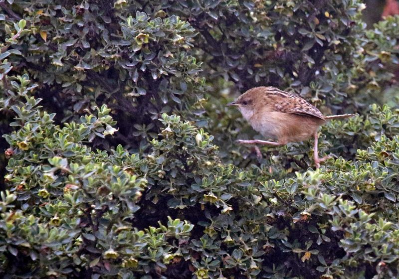 Apolinar's Wren (Cistothorus apolinari)