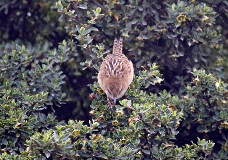 Apolinar's Wren (Cistothorus apolinari hernandezi) Parque Nacional Natural Sumapaz, Distrito Capital de Bogotá, Colombia