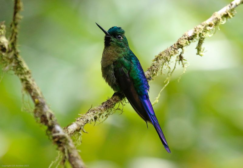 Violet-tailed Sylph (Aglaiocercus coelestis) Comederos de Doña Dora, Valle del Cauca, Colombia