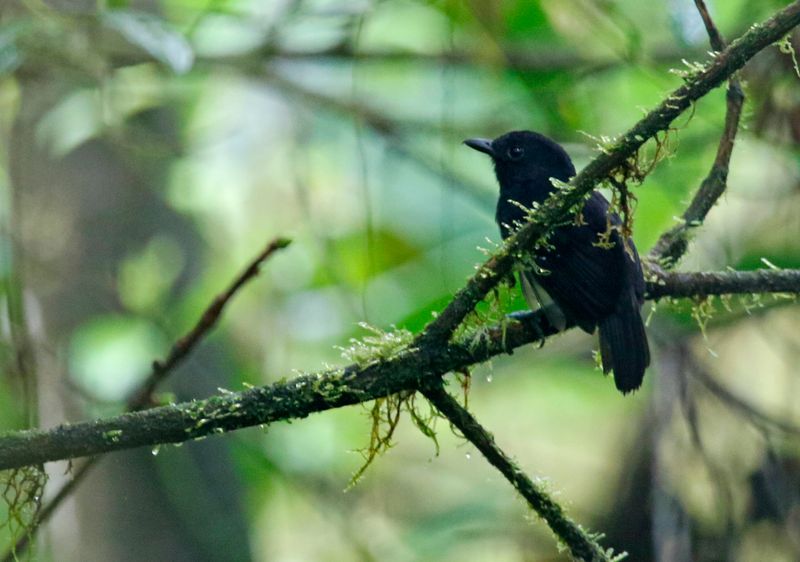 Bicolored Antvireo (Dysithamnus occidentalis) Camino Montezuma,  Tatamá National Natural Park, Risaralda, Colombia