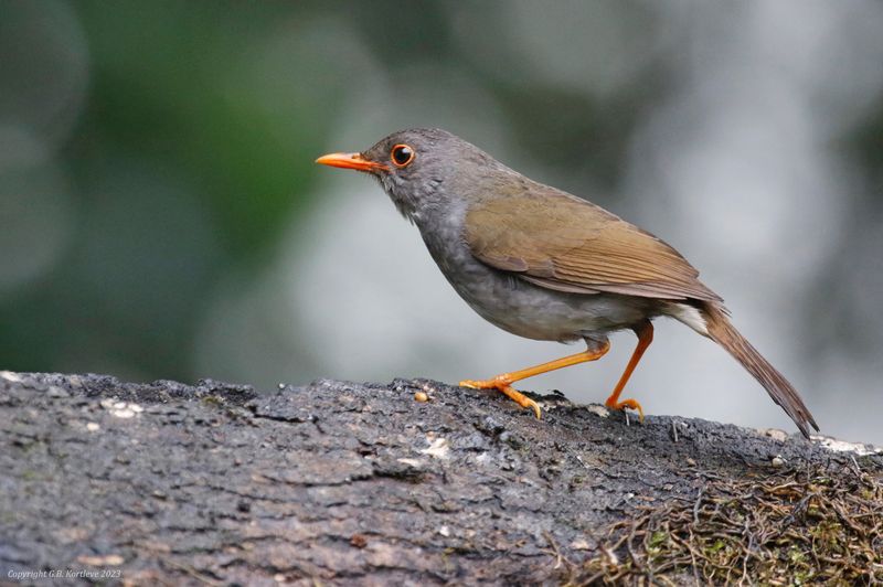 Orange-billed Nightingale-Thrush (Catharus aurantiirostris) San Felipe Birding, Valle del Cauca, Colombia