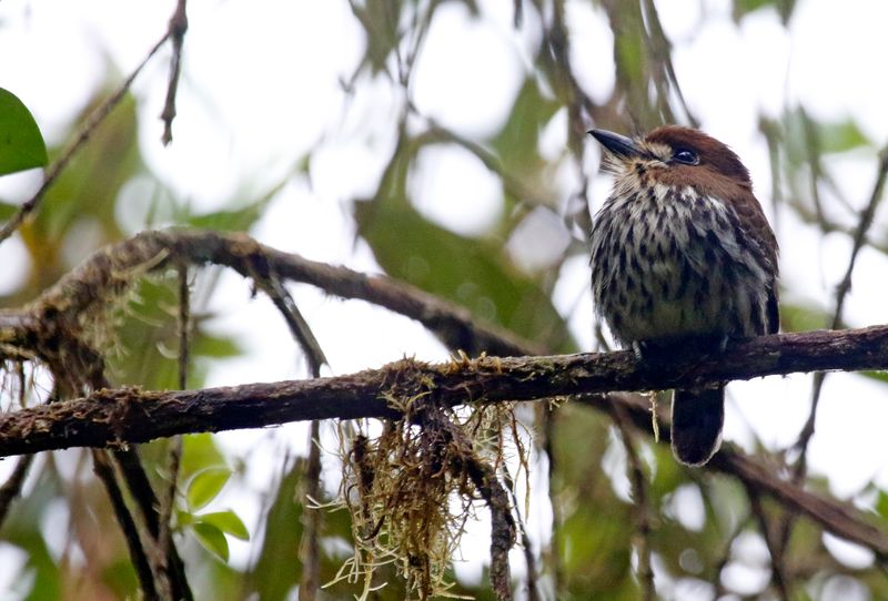 Lanceolated Monklet (Micromonacha lanceolata) Camino Montezuma, Tatamá National Natural Park, Risaralda, Colombia