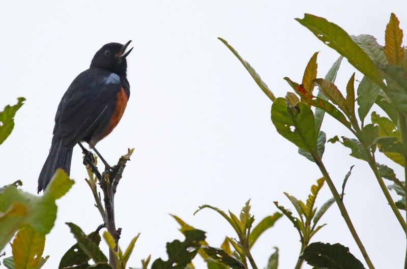 Chestnut-bellied Flowerpiercer (Diglossa gloriosissima) Camino Montezuma, Tatamá National Natural Park, Risaralda, Colombia