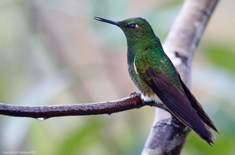 Buff-tailed Coronet (Boissonneaua flavescens) Camino Montezuma, Tatamá National Natural Park, Risaralda, Colombia