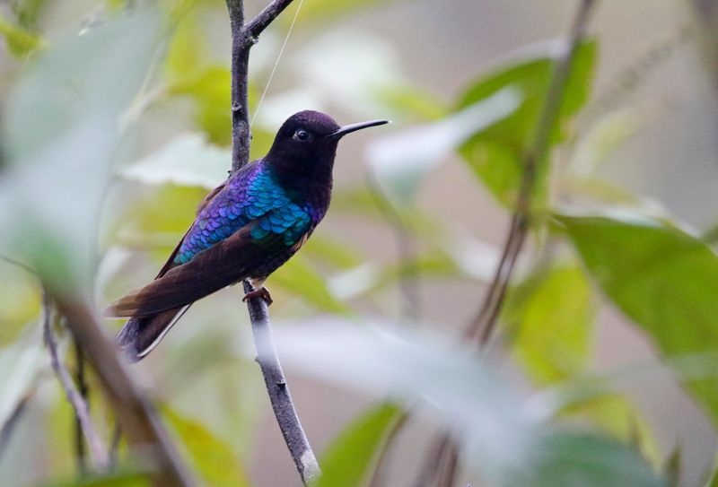 Velvet-purple Coronet (Boissonneaua jardini) Camino Montezuma, Tatamá National Natural Park, Risaralda, Colombia