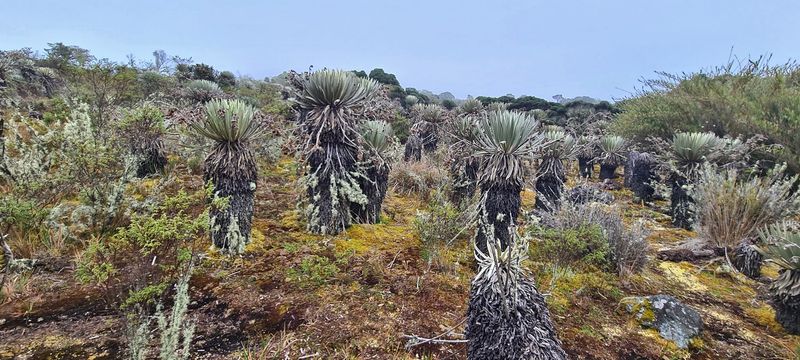 Espeletia grandiflora - Parque Nacional Natural Sumapaz, Distrito Capital de Bogotá, Colombia