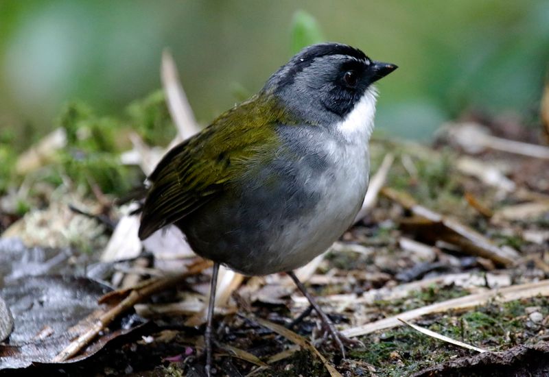 Grey-browed Brushfinch (Arremon assimilis) Hacienda El Bosque, Caldas, Colombia