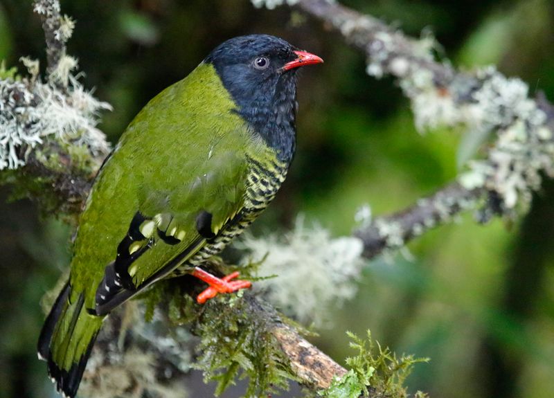 Barred Fruiteater (Pipreola arcuata) Hacienda El Bosque, Caldas, Colombia