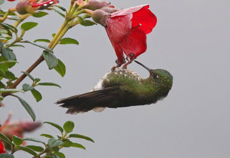 Viridian Metaltail (Metallura williami) Hotel Termales del Ruíz, PNNatural Los Nevados, Caldas, Colombia