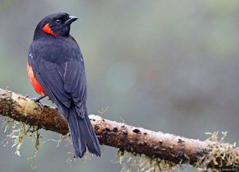 Scarlet-bellied Mountain Tanager (Anisognathus igniventris) 