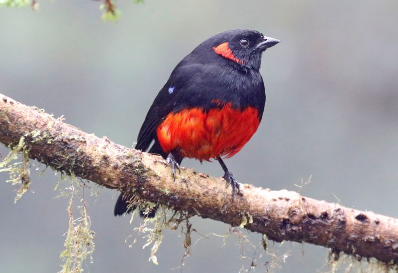 Scarlet-bellied Mountain Tanager (Anisognathus igniventris) Hotel Termales del Ruíz, PNNatural Los Nevados, Caldas, Colombi