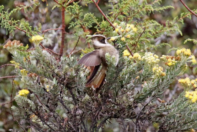 Green-bearded Helmetcrest (Oxypogon guerinii) Parque Nacional Natural Sumapaz, Distrito Capital de Bogotá, Colombia