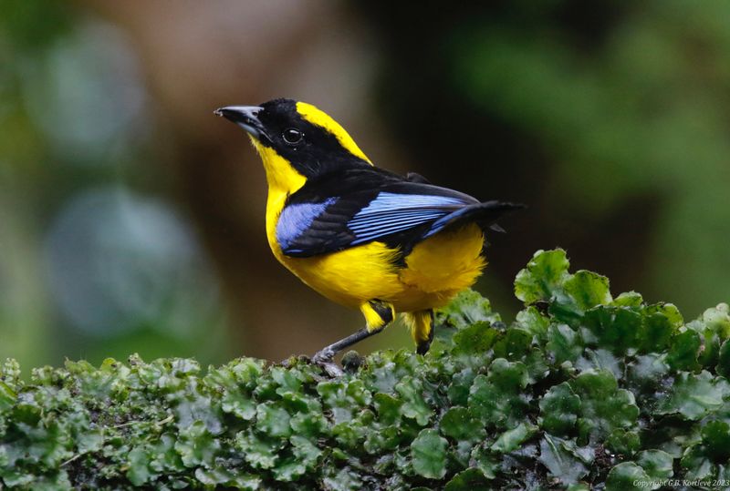 Blue-winged Mountain Tanager (Anisognathus somptuosus) San Felipe Birding, Valle del Cauca, Colombia