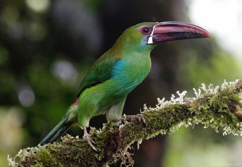 Crimson-rumped Toucanet (Aulacorhynchus haematopygus) San Felipe Birding, Valle del Cauca, Colombia