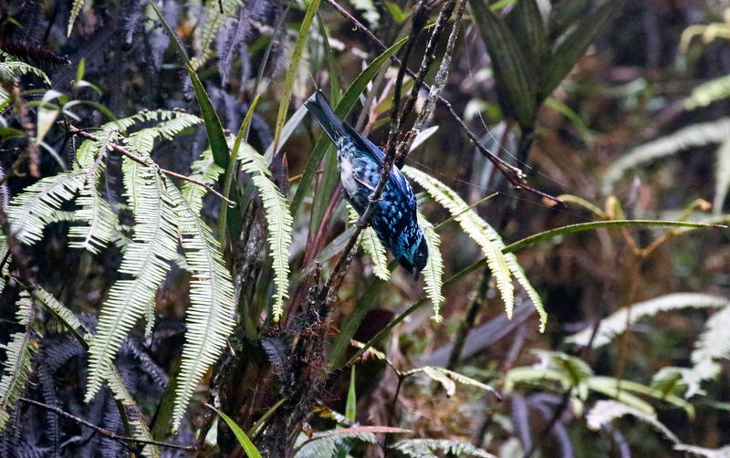 Beryl-spangled Tanager (Tangara nigroviridis cyanescens) Camino Montezuma, Tatamá National Natural Park, Risaralda, Colombi
