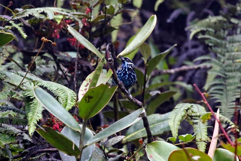 Beryl-spangled Tanager (Tangara nigroviridis cyanescens) Camino Montezuma, Tatamá National Natural Park, Risaralda, Colombi