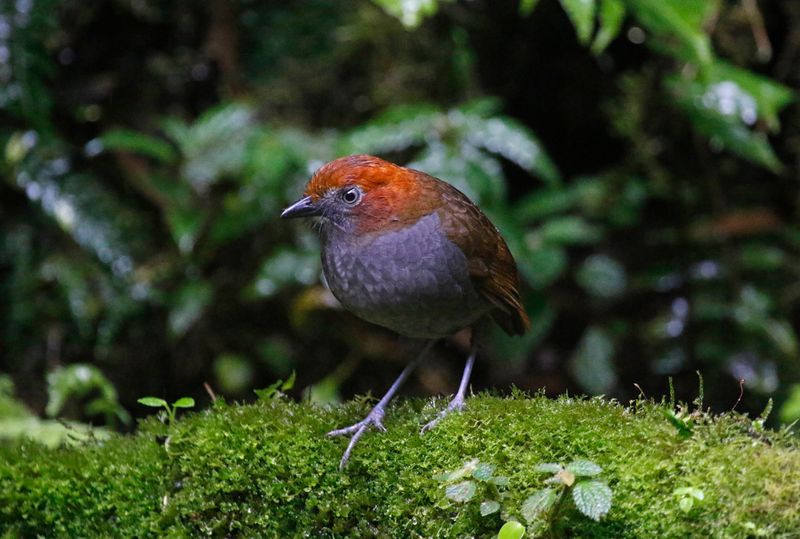 Chestnut-naped Antpitta (Grallaria nuchalis ruficeps) Reserva Mirador El Roble, Caldas, Colombia