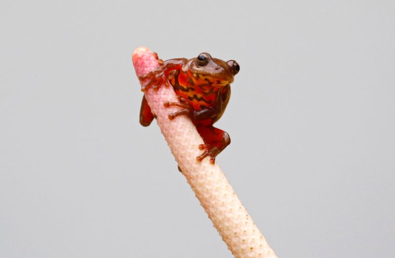 Hylidae - Treefrogs and their allies
