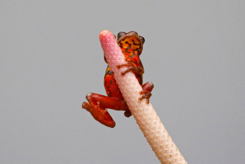 Boettger's Colombian Treefrog (Dendropsophus columbianus) San Felipe Birding, Valle del Cauca, Colombia