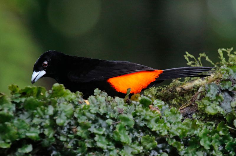 Flame-rumped Tanager (Ramphocelus flammigerus) San Felipe Birding, Valle del Cauca, Colombia