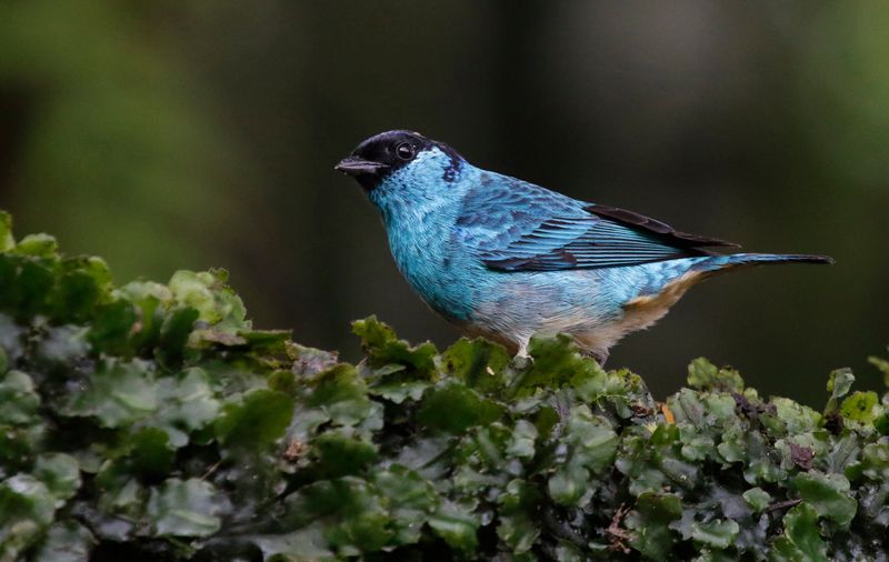 Golden-naped Tanager (Chalcothraupis ruficervix) San Felipe Birding, Valle del Cauca, Colombia