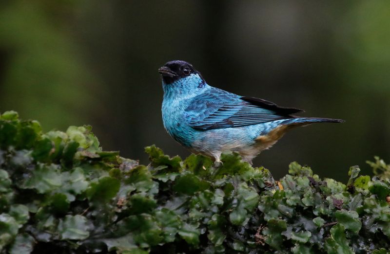 Golden-naped Tanager (Chalcothraupis ruficervix) San Felipe Birding, Valle del Cauca, Colombia