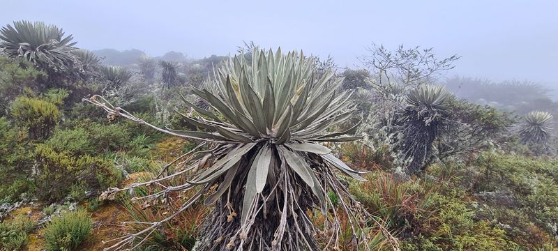 Espeletia grandiflora - Parque Nacional Natural Sumapaz, Distrito Capital de Bogotá, Colombia