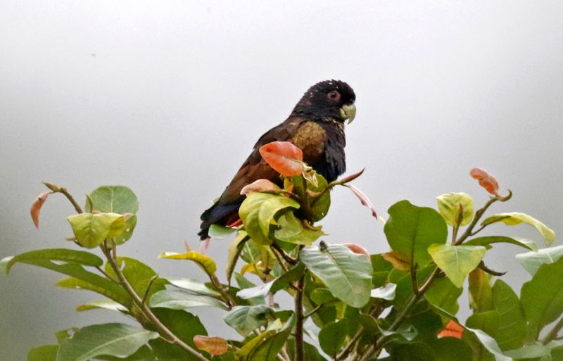 Bronze-winged Parrot (Pionus chalcopterus) Camino Montezuma, Tatamá National Natural Park, Risaralda, Colombia