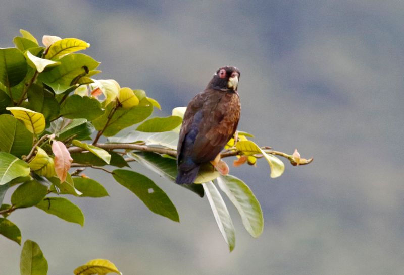 Bronze-winged Parrot (Pionus chalcopterus) Camino Montezuma, Tatamá National Natural Park, Risaralda, Colombia
