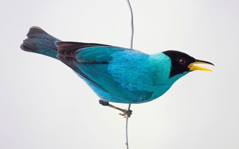 Green Honeycreeper (Chlorophanes spiza) Comederos de Doña Dora, Valle del Cauca, Colombia