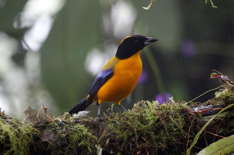 Black-chinned Mountain Tanager (Anisognathus notabilis) Comederos de Doña Dora, Valle del Cauca, Colombia