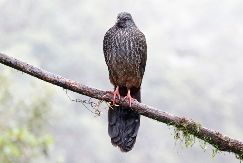 Andean Guan (Penelope montagnii) Hacienda El Bosque, Caldas, Colombia