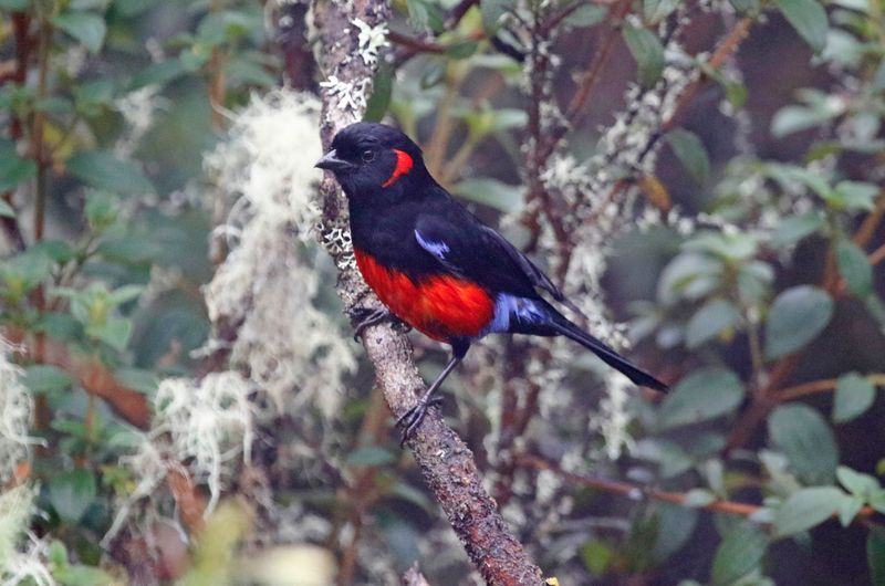 Scarlet-bellied Mountain Tanager (Anisognathus igniventris) Hotel Termales del Ruíz, PNNatural Los Nevados, Caldas, Colombi