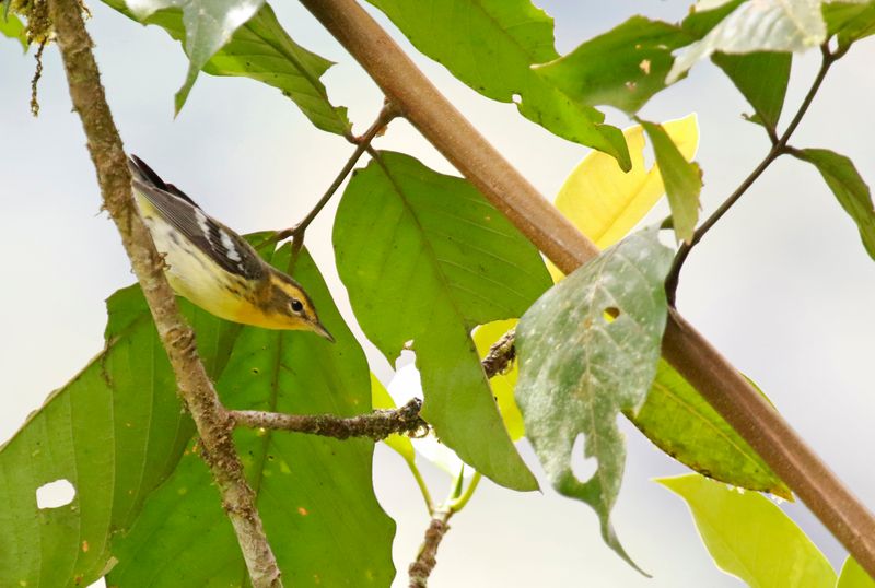 Blackburnian Warbler (Setophaga fusca) Comederos de Doña Dora, Valle del Cauca, Colombia