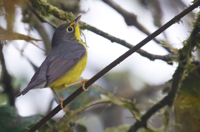 Canada Warbler (Cardellina canadensis) Comederos de Doña Dora, Valle del Cauca, Colombia