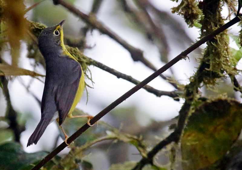 Canada Warbler (Cardellina canadensis) Comederos de Doña Dora, Valle del Cauca, Colombia