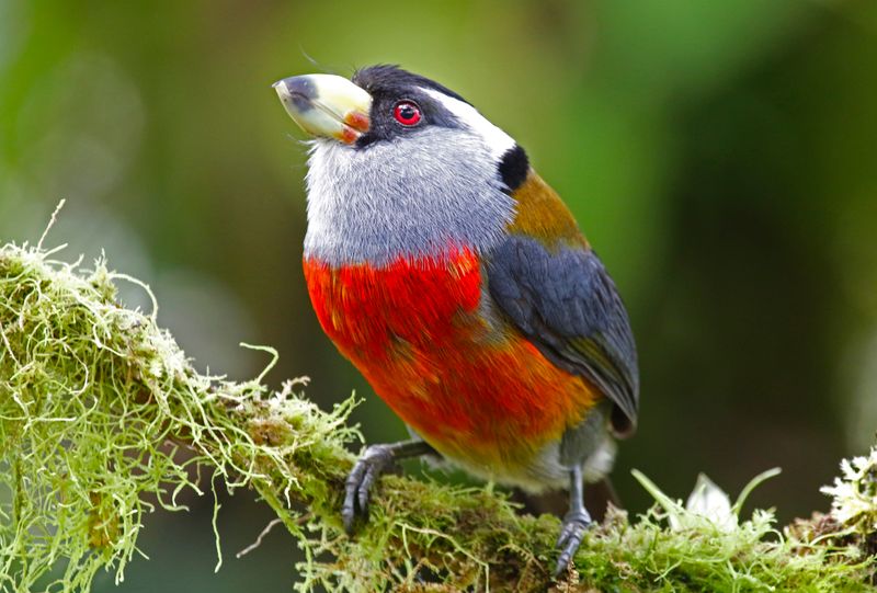 Toucan Barbet (Semnornis ramphastinus caucae) Comederos de Doña Dora, Valle del Cauca, Colombia