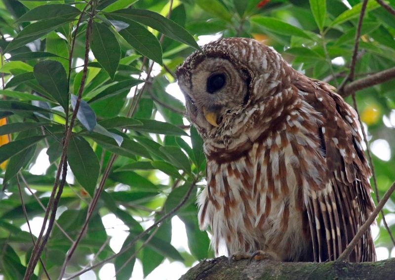 Barred Owl (Strix varia) Harry P. Leu Gardens, Orlando, Florida, United States