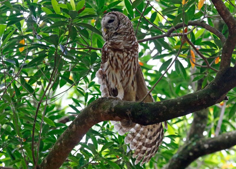 Barred Owl (Strix varia) Harry P. Leu Gardens, Orlando, Florida, United States